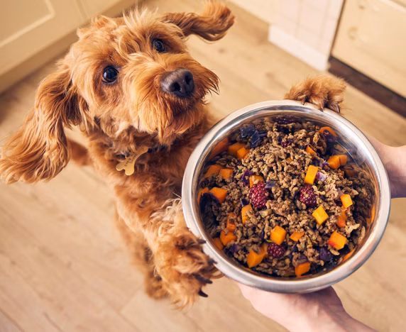 A happy Different Dog enjoying dinner
