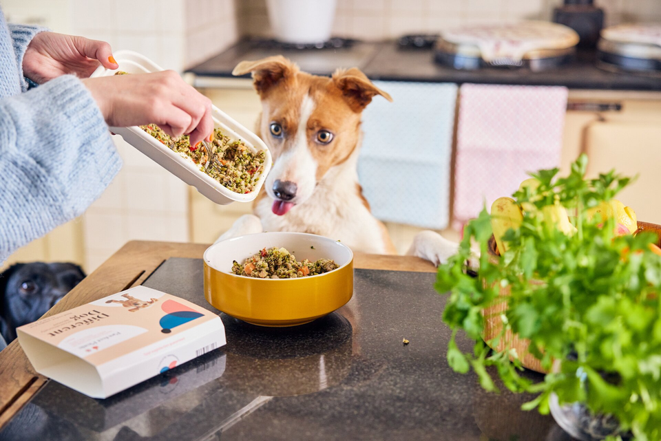 Dog waiting for food